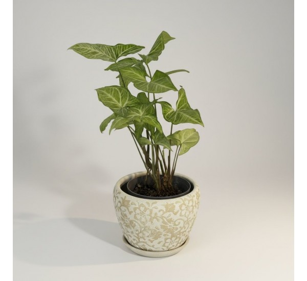 Özel Saksılı Singonyum